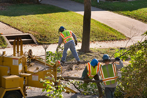 Best Firewood Processing and Delivery  in Del Aire, CA